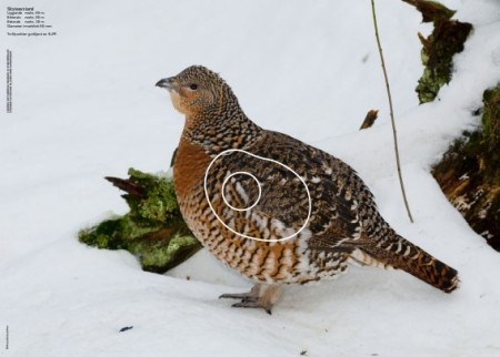 Røy - Jaktfeltskive 