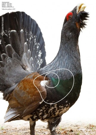 Tiur - Jaktfeltskive 