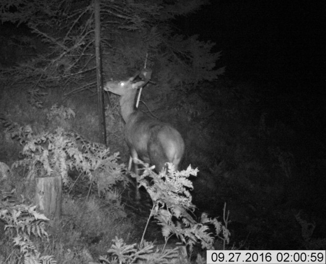 Fått et bilde fra en kunde av en hjort som slikker på et tre som er sprayet med bøkespray fra MTM