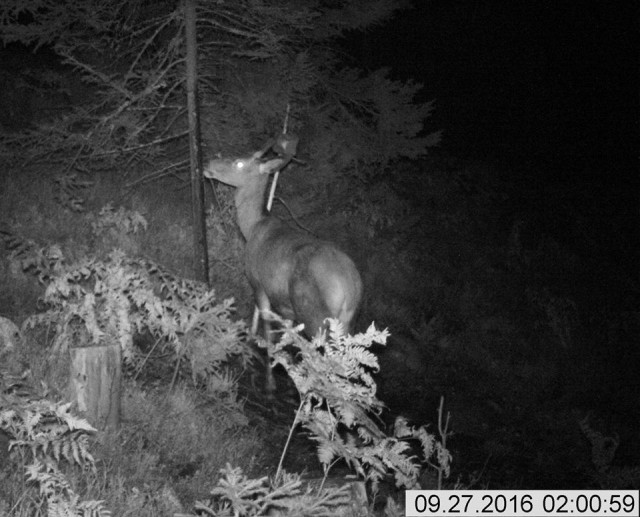 HJORTEN LIKER BØKETJÆREN