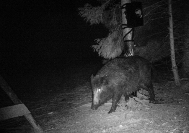 HER HAR VI BLANDET 50/ 50 VINTERTJÆRE OG VANLIG BØKETJÆRE I TJÆREDISPENSEREN