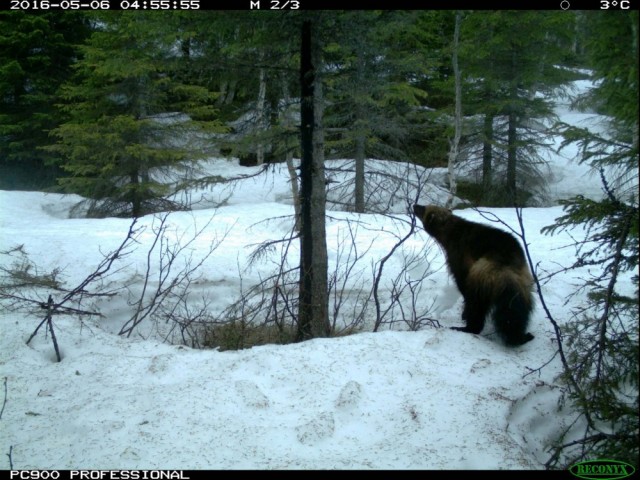JERV BLIR STERKT TILTRUKKET AV BØKETJÆREN